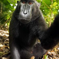 Yaki / Monyet Wolai / Monyet Hitam Sulawesi