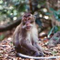 monyet ekor panjang