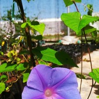 Bunga Morning Glory (Ipomoea nil)