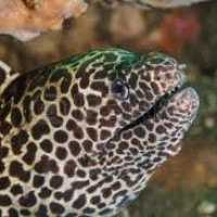 Belut Moray