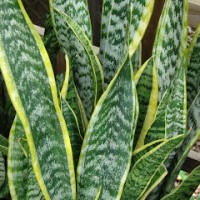 Daun Lidah Mertua