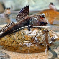 Ikan Gelodok/Ikan Cicak (Aceh)