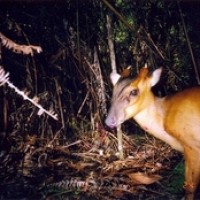 Kijang Borneo Kuning
