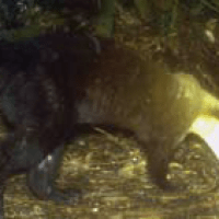 Musang Leher kuning