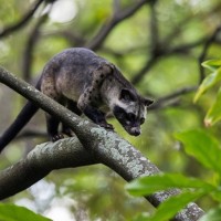 Musang pandan