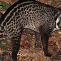 musang congkok