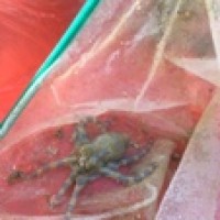Gurita Cincin Biru