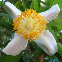 Nagasari / Dewadaru