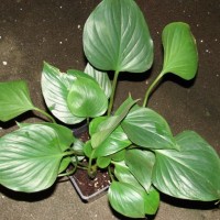 Nampu Hijau