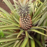 nanas(anueh)