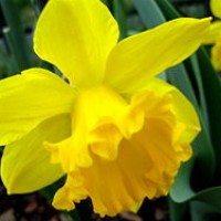Dafodil