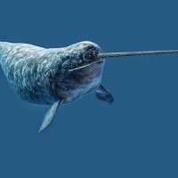 Narwhal ( The Unicorn Sea )