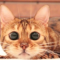 Kucing Suka Kebersihan