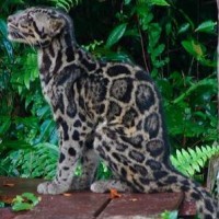 Macan Dahan Kalimantan atau Macan Dahan Sunda