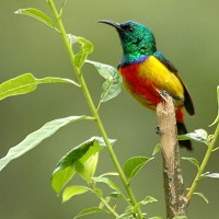 Burung madu mentari