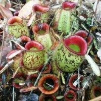 Nepenthes ampluaria Hook