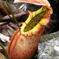 Periuk Monyet, Kantong Semar dan Ketakung