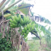 Mengenal Lebih Jauh Tentang Pohon Pisang