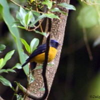 Niltava Sumatera / Rufous-vented Niltava