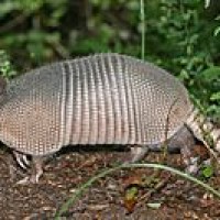 Armadillo