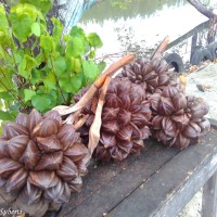Nipah, Buah liar yang kaya manfaat