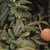 Buah nona