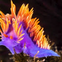 Siput Laut Tidak Bercangkang