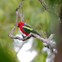 Nuri Raja Ambon (Alisterus Amboinensis)