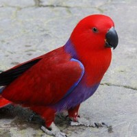 Burung Nuri Talaud atau burung sampiri