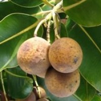 PRODUKSI BIODIESEL DARI BIJI NYAMPLUNG (Chalophillum inophyllum)