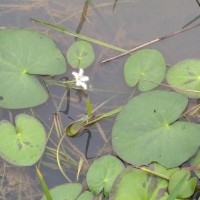 Water snowflake (Nymphoides indica)