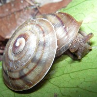 obba marginata (photo liew)