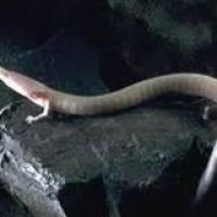 olm