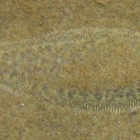 Si pipih Cynoglossus lingua (Ikan lidah) yang unik