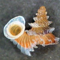 opisthostoma concinnum (photo salverda)