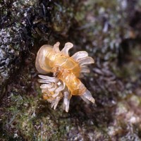 opisthostoma fraternum (photo koomen)