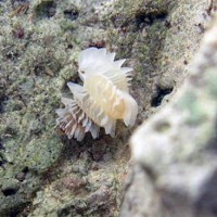 opisthostoma jucundum (photo schilthuizen)