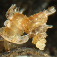 opisthostoma mirabile (photo koomen)