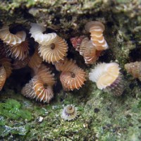 opisthostoma obliquedentatum (photo schilthuizen)