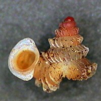 opisthostoma simplex (photo salverda)