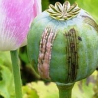 Opium