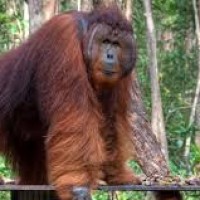Orang Utan Kalimantan, Orang Utan Borneo