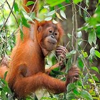 orang utan sumatera