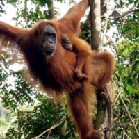 Orang utan sumatera