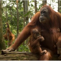 WOW Kerennz (Pongo Tapanuliensis) Spesies Orangutan baru di Tapanuli Sumut