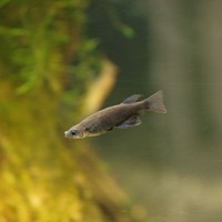 Ikan Buntingi Hitam