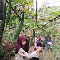 Oyong Pegunungan/Gambas