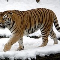 harimau Siberia atau harimau armur