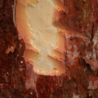 Dillenia excelca (Jack) Martelli ex Gilg