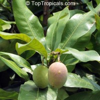 Mangga kasturi